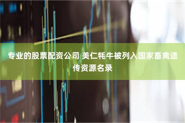 专业的股票配资公司 美仁牦牛被列入国家畜禽遗传资源名录